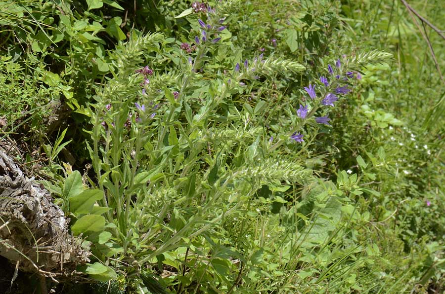 Campanula spicata / Campanula spigata